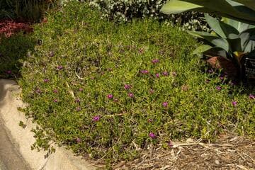 Delosperma vinaceum