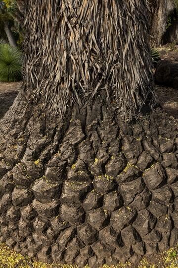 Beaucarnea stricta