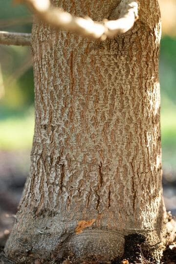 Quercus hypoleucoides