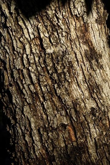 Quercus sororia