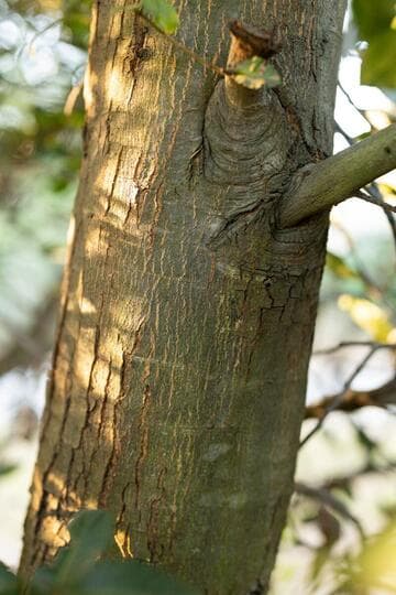 Quercus tomentella
