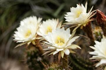 Echinopsis candicans