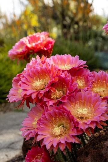 Echinopsis 'Flying Saucer'