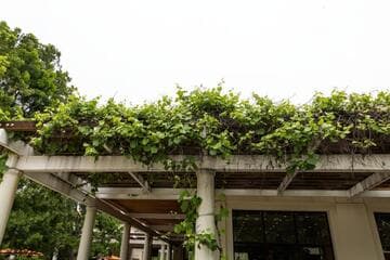 Vitis 'Roger's Red'