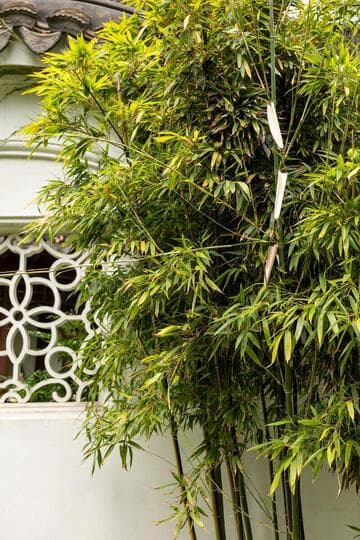 Phyllostachys nigra 'Silverstripe'