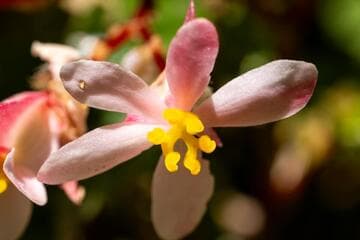 Begonia 'Paul Hernandez'