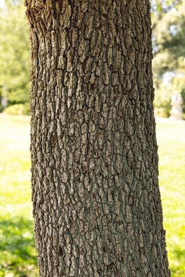 Quercus engelmannii