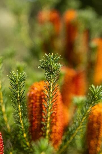 Banksia ericifolia 'Compact Form'