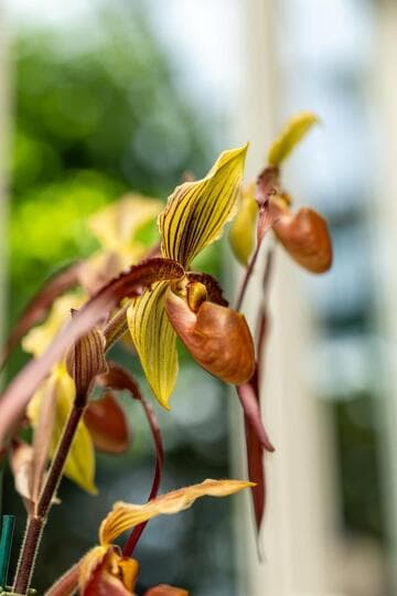 Paphiopedilum Shin-Yi Dragon