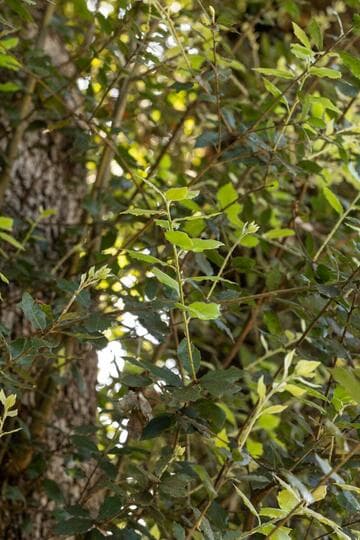 Quercus ilex
