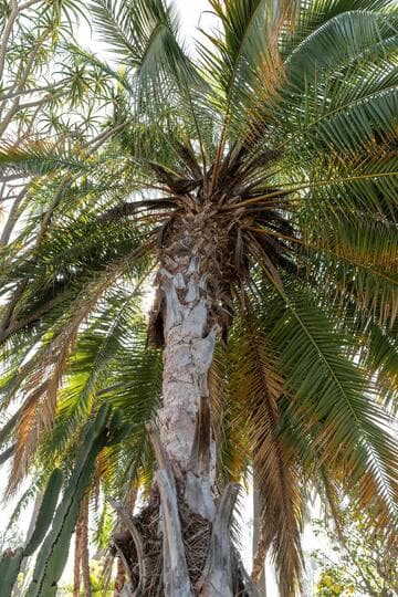 Phoenix reclinata