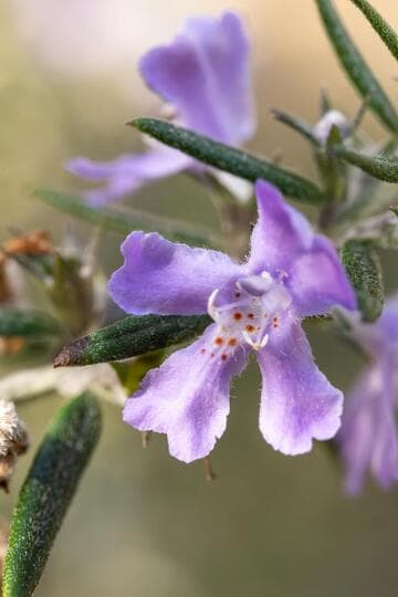 Westringia 'Amethyst'