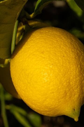 Citrus limon 'Eureka'