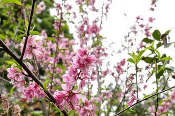 Prunus serrulata 'Pink Cloud'