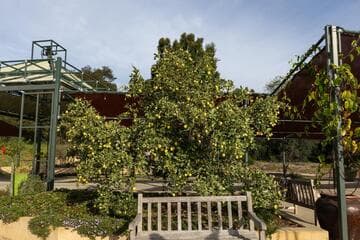 Citrus limon 'Variegated Pink'