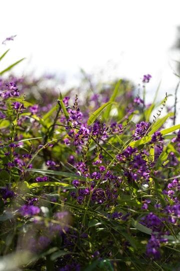 Hardenbergia violacea [Meema™] = 'HB1'