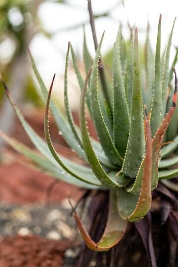 Aloe succotrina