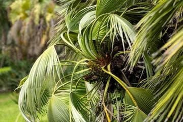 Chamaerops humilis 'Greenmound'