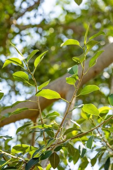 Ficus rubiginosa