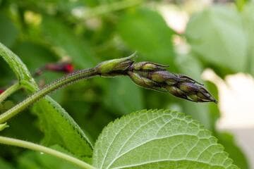 Salvia gesneriiflora 'Tequila'