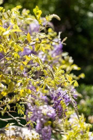 Wisteria sinensis 'Cooke's Special'