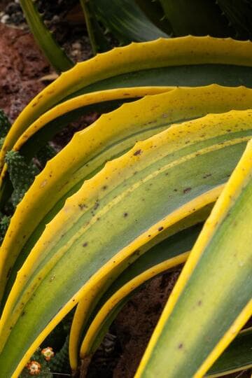Agave desmetiana 'Desert Sunset'