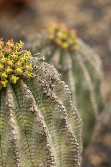 Euphorbia obesa x E. horrida