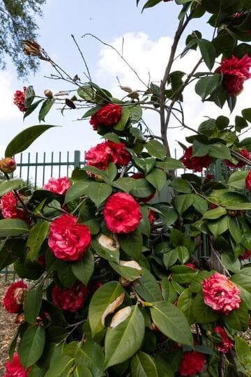 Camellia reticulata 'Miss Tulare'