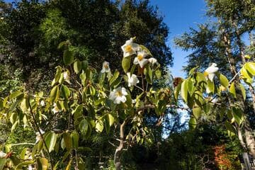 Camellia yuhsienensis x C. vietnamensis