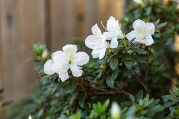 Rhododendron (Southern Indica Azalea Group) 'Formosa'