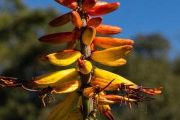 Aloe candelabrum x A. africana