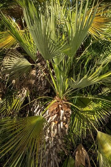 Chamaerops humilis 'Greenmound'