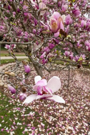 Magnolia x soulangeana 'Verbanica'