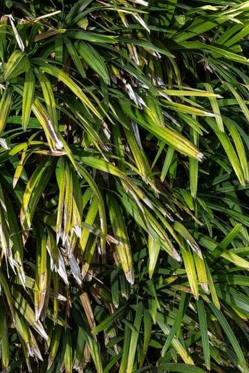 Rhapis excelsa