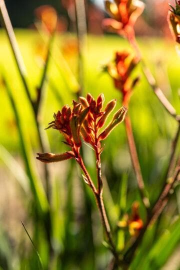 Anigozanthos 'Amber Velvet'