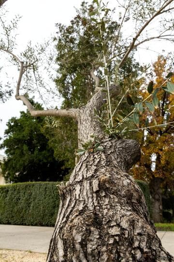 Olea europaea 'Wilsonii'