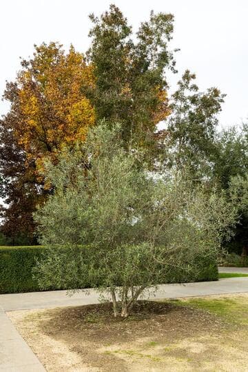 Olea europaea 'Wilsonii'