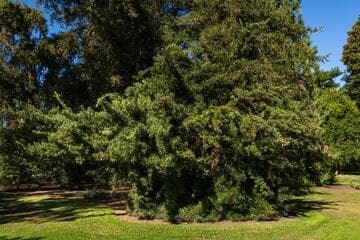 Podocarpus macrophyllus var. maki