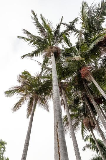 Archontophoenix cunninghamiana