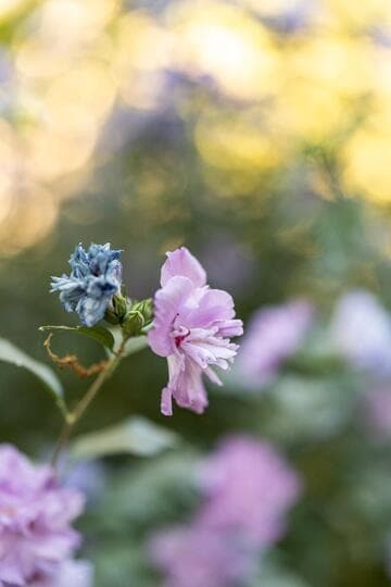 Hibiscus syriacus 'Coelestis'