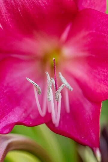 Crinum 'Ellen Bosanquet'