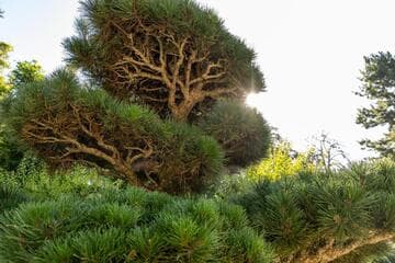 Pinus nigra var. austriaca