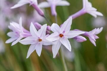 Tulbaghia 'Ashanti'