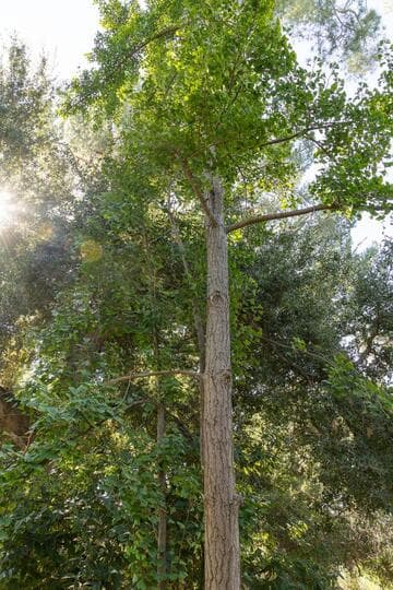 Ginkgo biloba 'Autumn Gold'