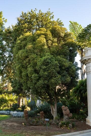 Ternstroemia gymnanthera