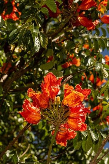 Spathodea campanulata