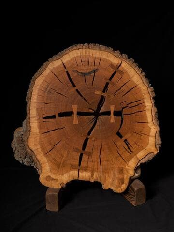 Cross-section of Pasadena oak tree (Engelmann oak)