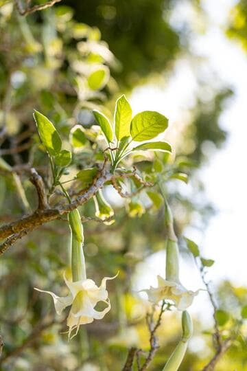 Brugmansia x candida 'Double White'