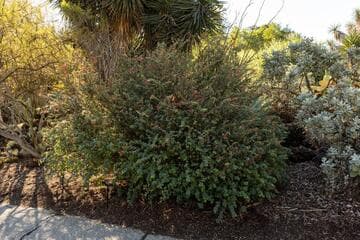 Calliandra californica