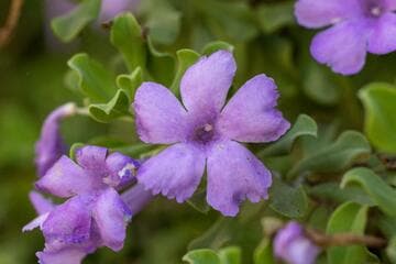 Leucophyllum langmaniae [Rio Bravo™]